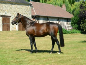 Photo de SIMPLEX (PS), pur-sang arabe passé au Haras de la Chataignière - Des Aubus