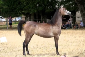 Photo de SOLMIRA DES AUBUES, pur-sang arabe passé au Haras de la Chataignière - Des Aubus