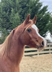 Photo de SUNSHINE DE SOLDI, pur-sang arabe passé au Haras de la Chataignière - Des Aubus