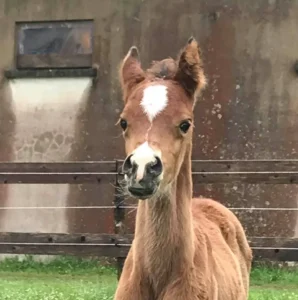 Photo de SVALA DES AUBUES, pur-sang arabe passé au Haras de la Chataignière - Des Aubus