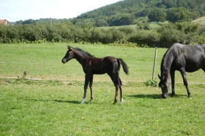Photo de SVART DES AUBUS, pur-sang arabe passé au Haras de la Chataignière - Des Aubus