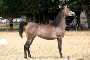 Photo de UWRANJINA DES AUBUES, pur-sang arabe passé au Haras de la Chataignière - Des Aubus