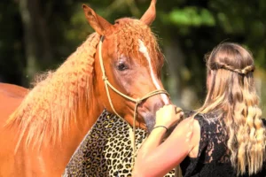 Photo de VAMIRA DES AUBUES, pur-sang arabe passé au Haras de la Chataignière - Des Aubus