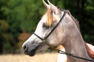 Photo de VASSILINA DES AUBUES, pur-sang arabe passé au Haras de la Chataignière - Des Aubus
