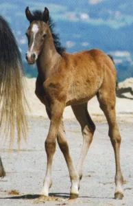 Photo de YAMS DES AUBUS, pur-sang arabe passé au Haras de la Chataignière - Des Aubus