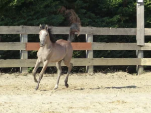 Photo de ZAZALYA DES AUBUES, pur-sang arabe passé au Haras de la Chataignière - Des Aubus