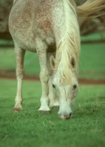 Photo de BISKRA EL MAKLOUF, pur-sang arabe passé au Haras de la Chataignière - Des Aubus