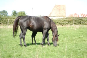 Photo de CHMURA LB (NLD), pur-sang arabe passé au Haras de la Chataignière - Des Aubus