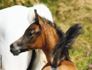 Photo de ESKARDA DES AUBUES, pur-sang arabe passé au Haras de la Chataignière - Des Aubus