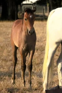 Photo de HAYA DES AUBUES, pur-sang arabe passé au Haras de la Chataignière - Des Aubus