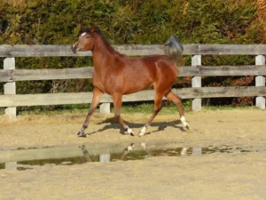 Photo de LA LADY BELLA, pur-sang arabe passé au Haras de la Chataignière - Des Aubus