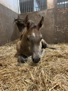 Photo de LALYA DES AUBUES, pur-sang arabe passé au Haras de la Chataignière - Des Aubus