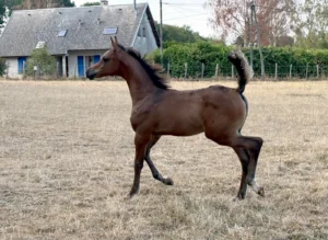 Photo de MALAYA DES AUBUES, pur-sang arabe passé au Haras de la Chataignière - Des Aubus