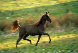 Photo de ADIAK, pur-sang arabe passé au Haras de la Chataignière - Des Aubus