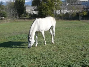 Photo de AINHOA AZADEH, pur-sang arabe passé au Haras de la Chataignière - Des Aubus