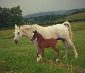 Photo de AINHOA JEZABEL (ESP), pur-sang arabe passé au Haras de la Chataignière - Des Aubus