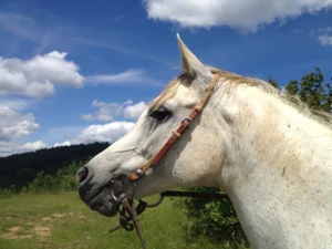 Photo de AINHOA NILOUFAR, pur-sang arabe passé au Haras de la Chataignière - Des Aubus
