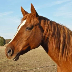 Photo de AINHOA TAJBELLE, pur-sang arabe passé au Haras de la Chataignière - Des Aubus