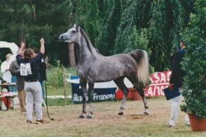 Photo de DENEB DE MELUZIEN, pur-sang arabe passé au Haras de la Chataignière - Des Aubus
