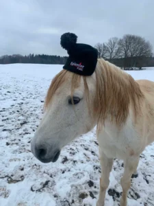Photo de DJAMIL DI VASSA, pur-sang arabe passé au Haras de la Chataignière - Des Aubus