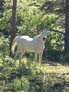 Photo de ESTA CADRAGE, pur-sang arabe passé au Haras de la Chataignière - Des Aubus