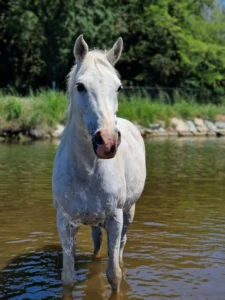 Photo de ESTA COKTAIL, pur-sang arabe passé au Haras de la Chataignière - Des Aubus
