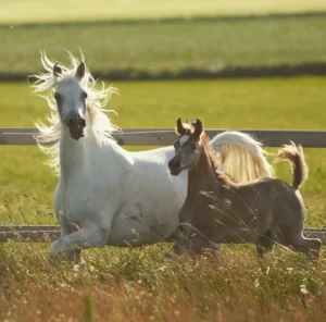 Photo de ESTA SASKIA, pur-sang arabe passé au Haras de la Chataignière - Des Aubus