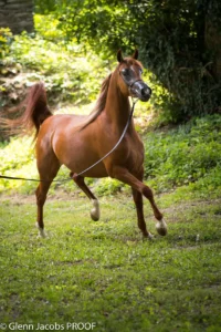 Photo de HARMONIA JJ, pur-sang arabe passé au Haras de la Chataignière - Des Aubus