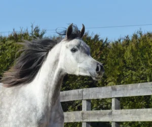 Photo de HIZIA JJ, pur-sang arabe passé au Haras de la Chataignière - Des Aubus