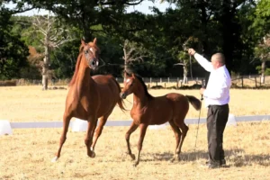 Photo de JIJI DES AUBUES, pur-sang arabe passé au Haras de la Chataignière - Des Aubus