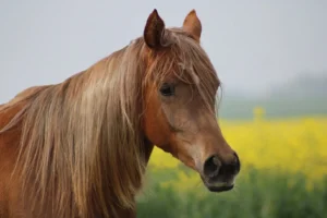 Photo de KA DES AUBUES, pur-sang arabe passé au Haras de la Chataignière - Des Aubus