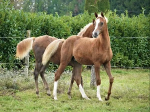 Photo de KAIS DES AUBUS, pur-sang arabe passé au Haras de la Chataignière - Des Aubus