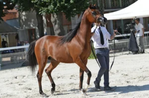 Photo de LAITH AM (BEL), pur-sang arabe passé au Haras de la Chataignière - Des Aubus