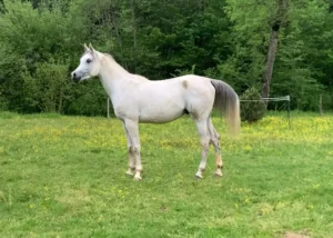 Photo de MADJYK DES AUBUS, pur-sang arabe passé au Haras de la Chataignière - Des Aubus