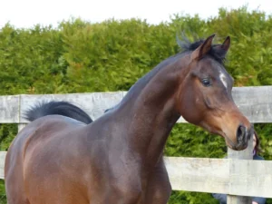 Photo de MARANATHA DE SOLDI, pur-sang arabe passé au Haras de la Chataignière - Des Aubus