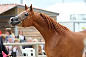 Photo de MYSTIC ANGEL, pur-sang arabe passé au Haras de la Chataignière - Des Aubus