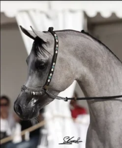 Photo de NADJYK DES AUBUS, pur-sang arabe passé au Haras de la Chataignière - Des Aubus