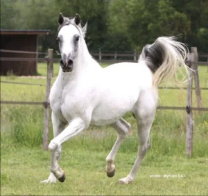 Photo de NIKITA DES AUBUES, pur-sang arabe passé au Haras de la Chataignière - Des Aubus