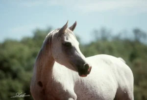 Photo de NIRVANA DES AUBUES, pur-sang arabe passé au Haras de la Chataignière - Des Aubus