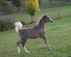 Photo de NIRYANA DES AUBUES, pur-sang arabe passé au Haras de la Chataignière - Des Aubus