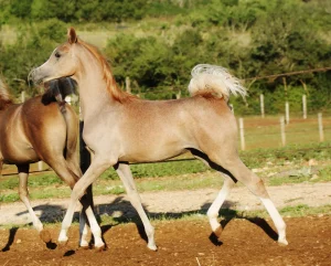 Photo de NYDJIK DES AUBUS, pur-sang arabe passé au Haras de la Chataignière - Des Aubus