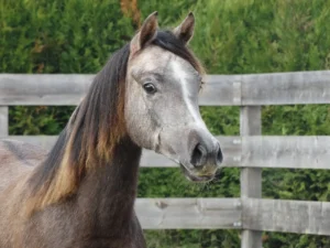 Photo de NYLHIANA DES AUBUES, pur-sang arabe passé au Haras de la Chataignière - Des Aubus