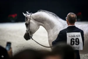 Photo de PALADIN AA (POL), pur-sang arabe passé au Haras de la Chataignière - Des Aubus