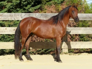 Photo de RAFFAL DE SOLDI (DSA), pur-sang arabe passé au Haras de la Chataignière - Des Aubus
