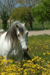 Photo de SHAMILAH MANUREVA, pur-sang arabe passé au Haras de la Chataignière - Des Aubus