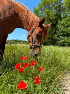 Photo de SHAMILAH MELODIE, pur-sang arabe passé au Haras de la Chataignière - Des Aubus