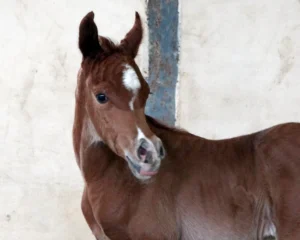 Photo de VASSIRA DES AUBUES, pur-sang arabe passé au Haras de la Chataignière - Des Aubus