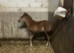 Photo de VAYA DES AUBUES, pur-sang arabe passé au Haras de la Chataignière - Des Aubus