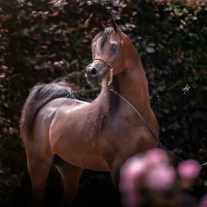 Photo de WF GAWIN (SWE), pur-sang arabe passé au Haras de la Chataignière - Des Aubus
