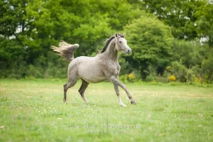 Photo de YALKA DE SOLDI, pur-sang arabe passé au Haras de la Chataignière - Des Aubus